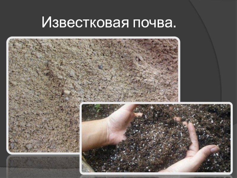известковая почва